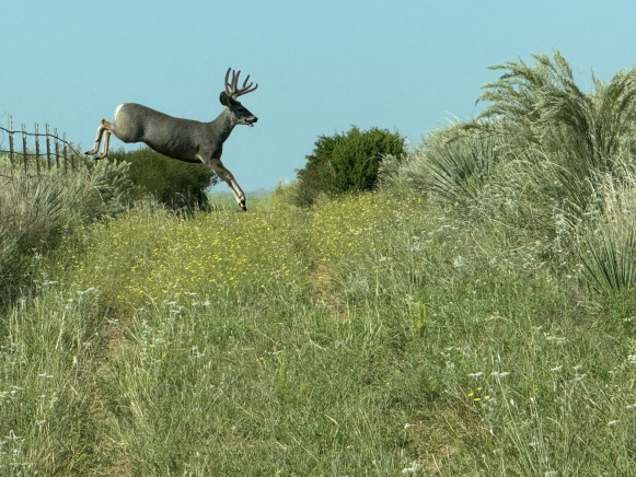 Donley County, Texas, ,Land,For sale,1114