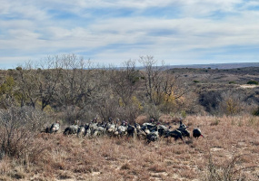 Donley County, Texas, ,Land,For sale,1119 Donley County, Texas, ,Land,For sale,1119