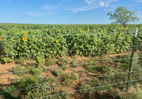 Donley County, Texas, ,Land,For sale,1119 Donley County, Texas, ,Land,For sale,1119