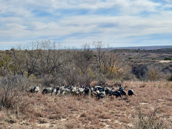 Donley County, Texas, ,Land,For sale,1119