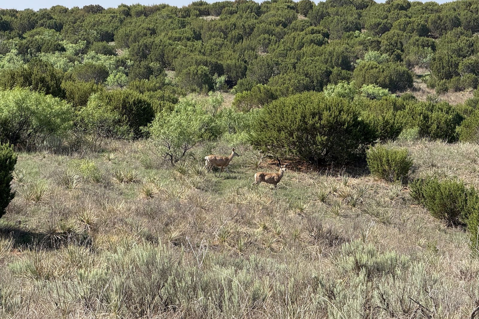 Donley County, Texas, ,Land,For sale,1120 Donley County, Texas, ,Land,For sale,1120
